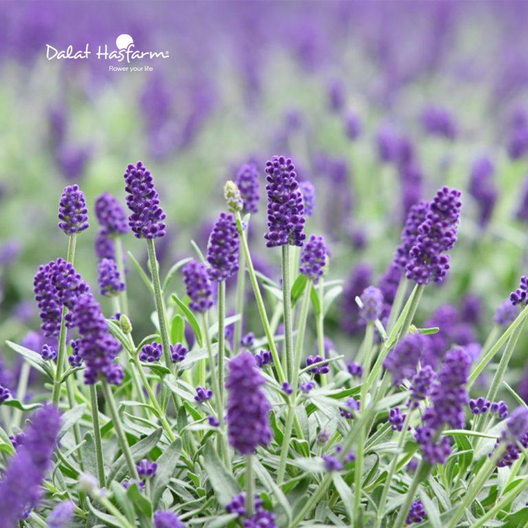 Hoa lavender (oải hương) Dalat Hasfarm