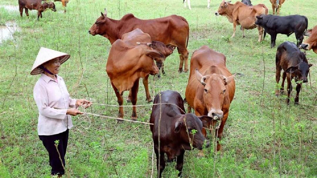 Đa chiều - Bò và bê, trâu và nghé