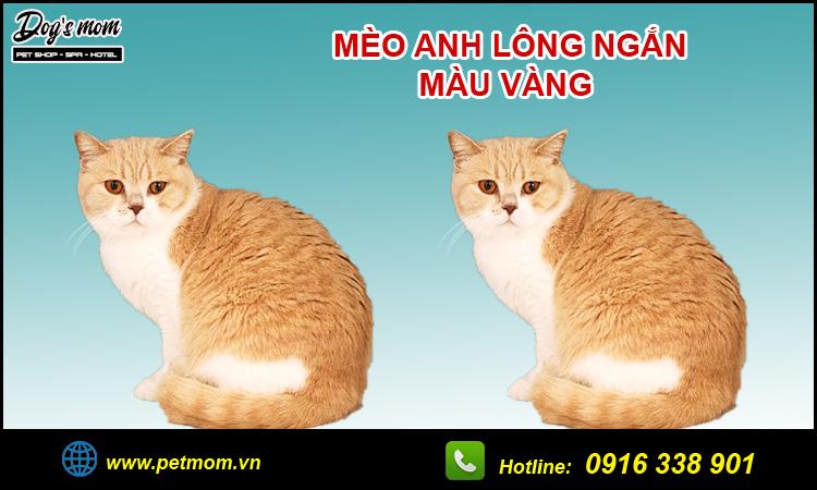 Mèo anh lông ngắn màu vàng