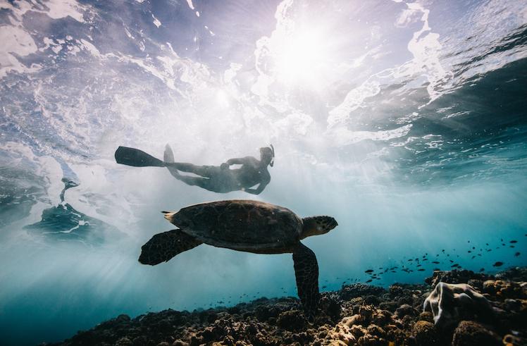 Swimming with turtles