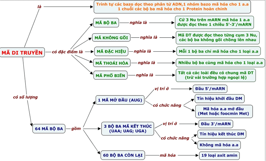 Lý thuyết Sinh học 12 Bài 1: Gen, mã di truyền và quá trình nhân đôi ADN | Lý thuyết Sinh 12 ngắn gọn